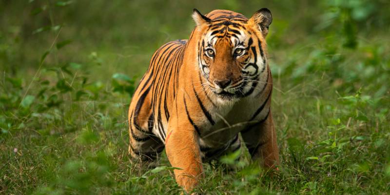 3 Nights - 4 Days Wildlife Tour In South India