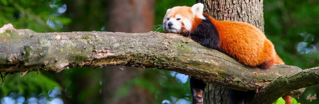 6 Nights - 7 Days Red Panda Expedition Tour