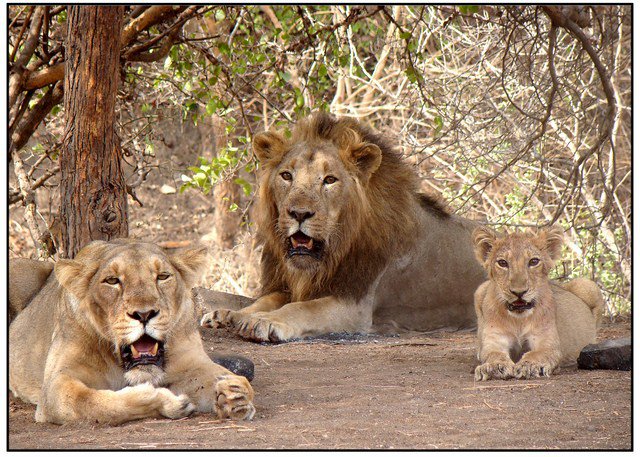 2 Nights - 3 Days Gir National Park Tour From Ahmedabad