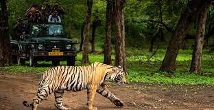 12 Nights - 13 Days Madhya Pradesh Wildlife Tour