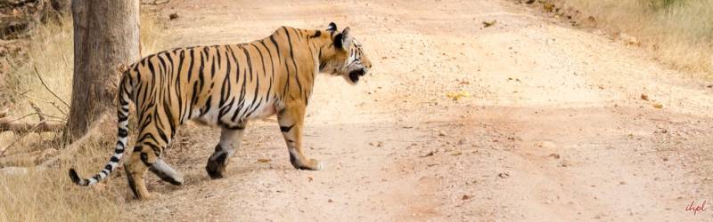 21 Nights - 22 Days Madhya Pradesh With Tiger Safari