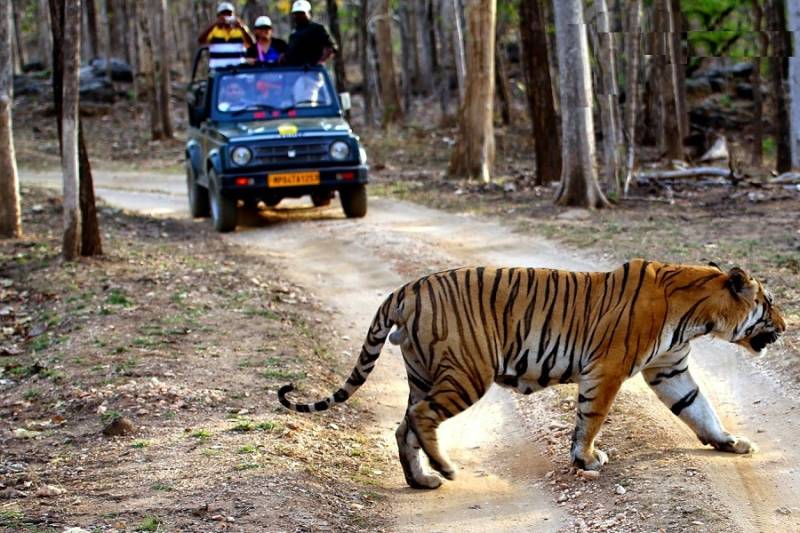 3 Days Tour To Pench National Park
