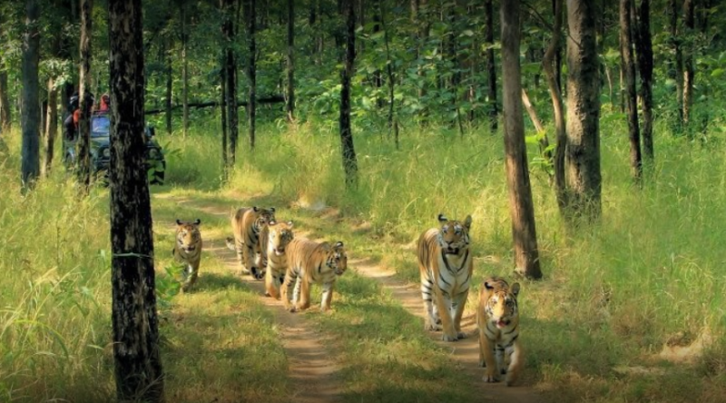 4 Nights - 5 Days Wildlife Tour Of Madhya Pradesh