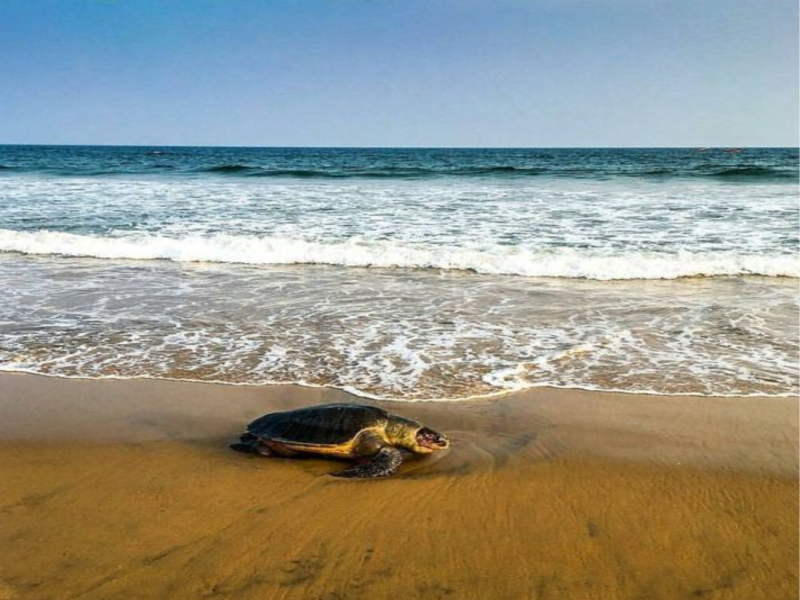 3 Nights & 4 Days Bhitarkanika Group Tour