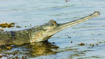 3 Nights & 4 Days Bhitarkanika Group Tour