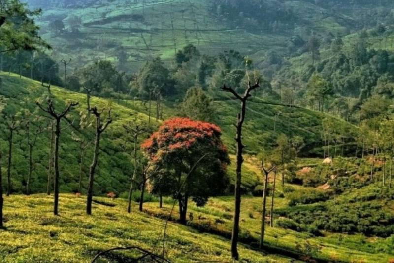 Ooty - Kodaikanal 5 Days Ex - Coimbatore Tour