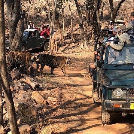 6 Nights - 7 Days Rajasthan Jungle Safari Tour Package