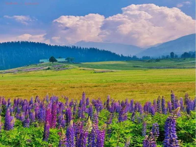 4Night 5Days Kashmir Tour Package