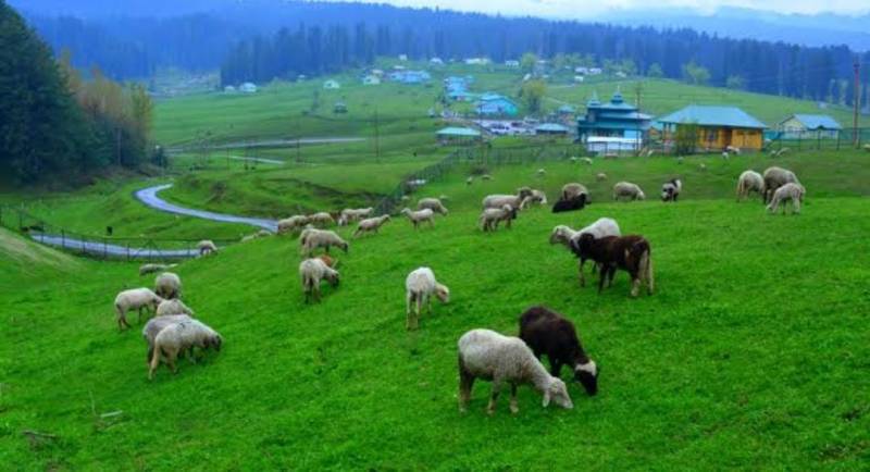 8Nights 9Days Kashmir Trip