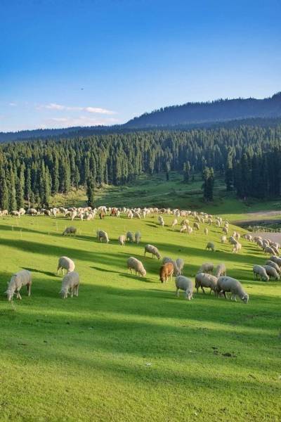 4 Nights 5Days Kashmir Tour