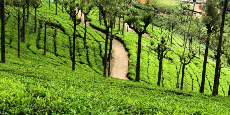 2 Nights 3 Days Bangalore to Ooty Tour Package