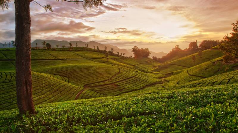 3 Nights 4 Days Bangalore to Belur Halebidu Chikmangalore Tour Pacakge