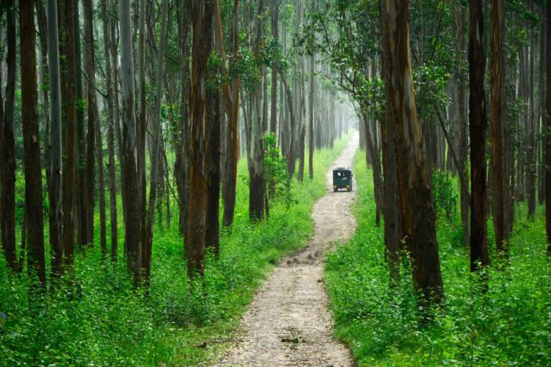 3 Nights 4 Days Bangalore to Mysore Wayanad Tour Package