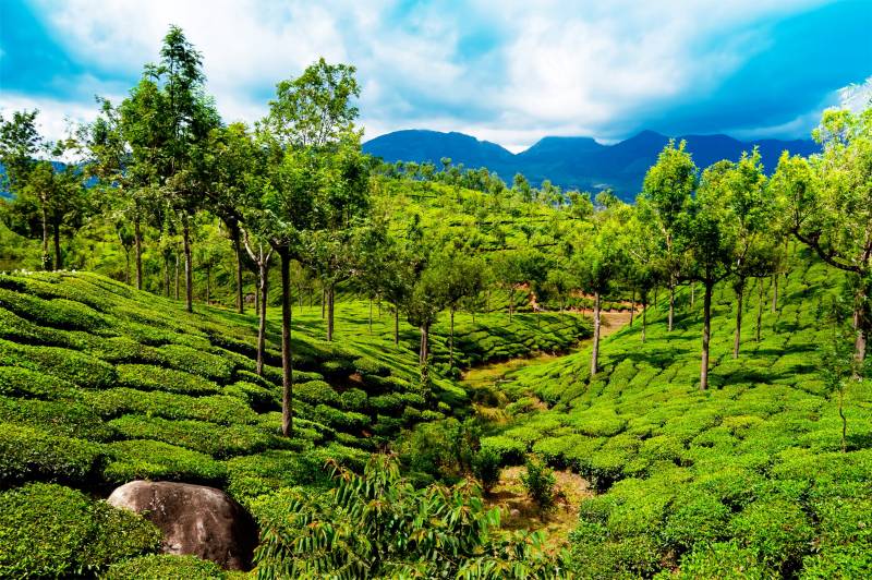 3 Nights 4 Days Munnar - Thekkady Tour Package