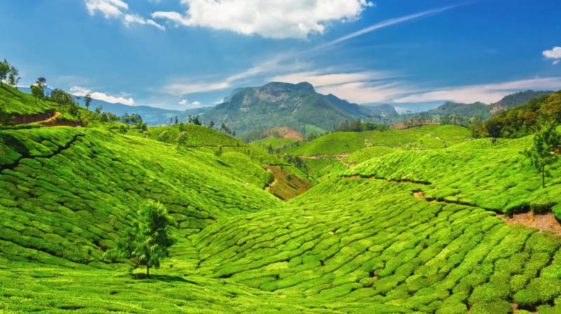 2 Nights 3 Days Munnar Weekend's Trip