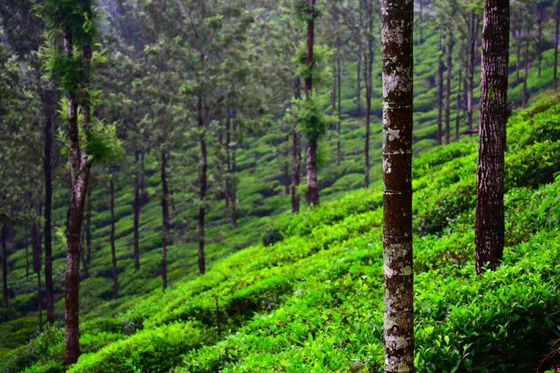 2 Nights 3 Days Wayanad Weekend Tour Package