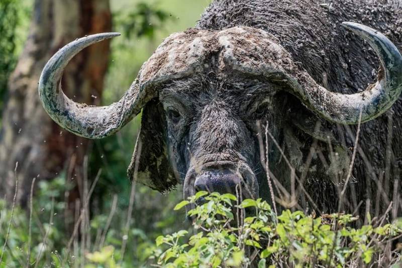 Face-off with Africa Big 5 at Masai Mara Safari