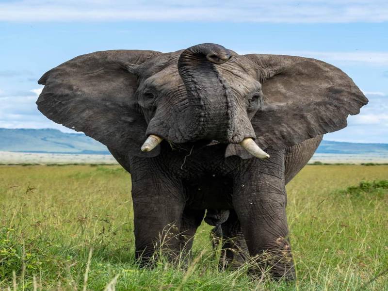 Face-off with Africa Big 5 at Masai Mara Safari