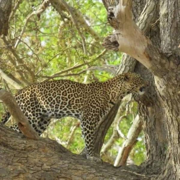 3 Days Kenya Masai Mara Safari from Nairobi