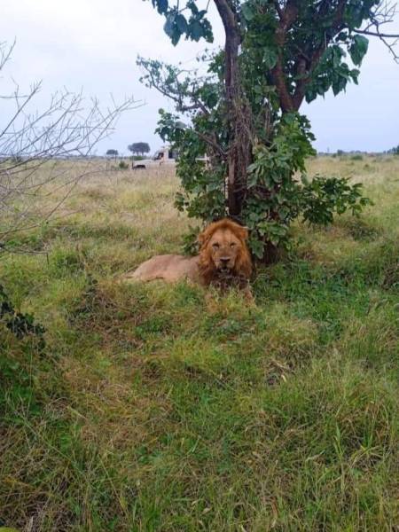 3 Days Kenya Masai Mara Safari from Nairobi