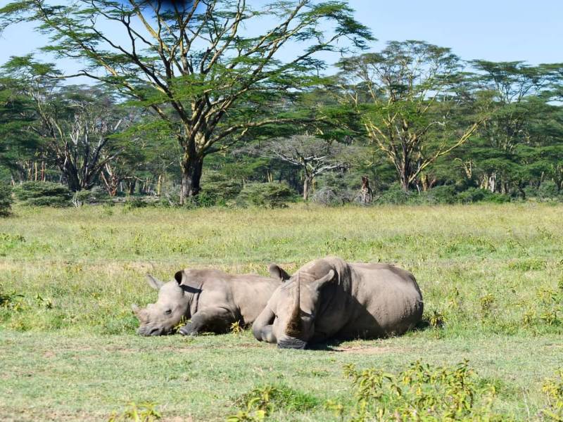 7 Days Great Kenya Wildlife Safari