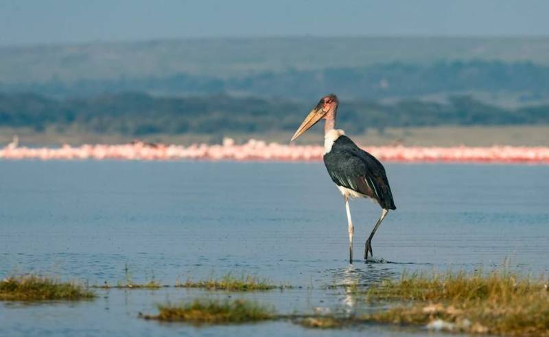 7 Days Great Kenya Wildlife Safari