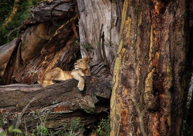 7 Days Great Kenya Wildlife Safari