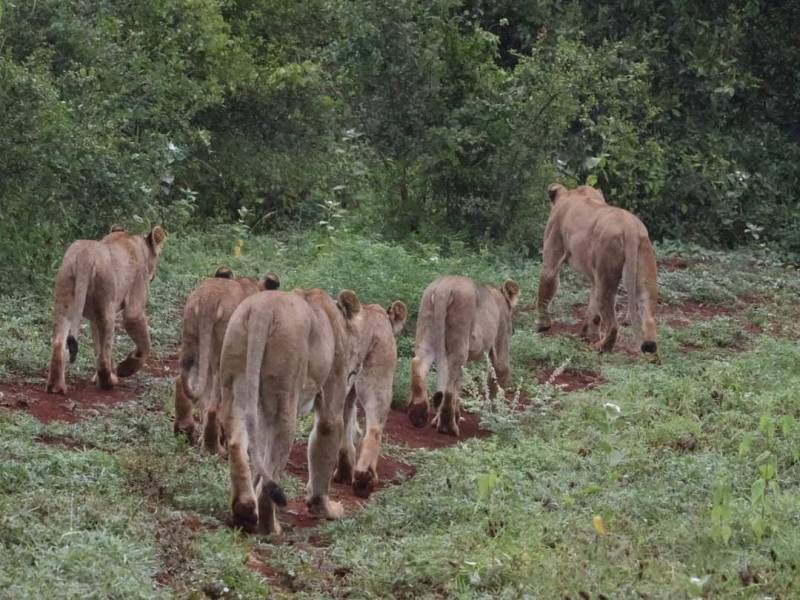 7 Days Great Kenya Wildlife Safari