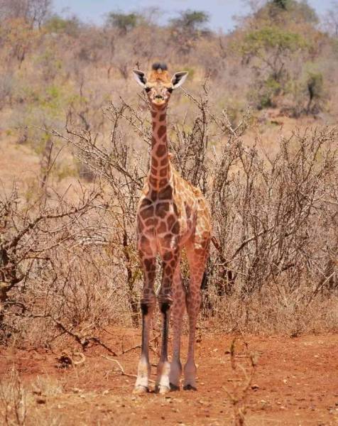 7 Days Great Kenya Wildlife Safari