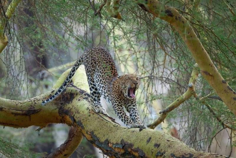 7 Days of Unlimited Bush Safari Across Kenya