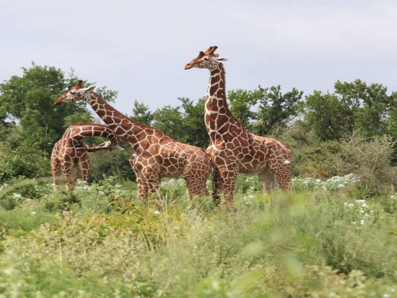7 Days of Unlimited Bush Safari Across Kenya