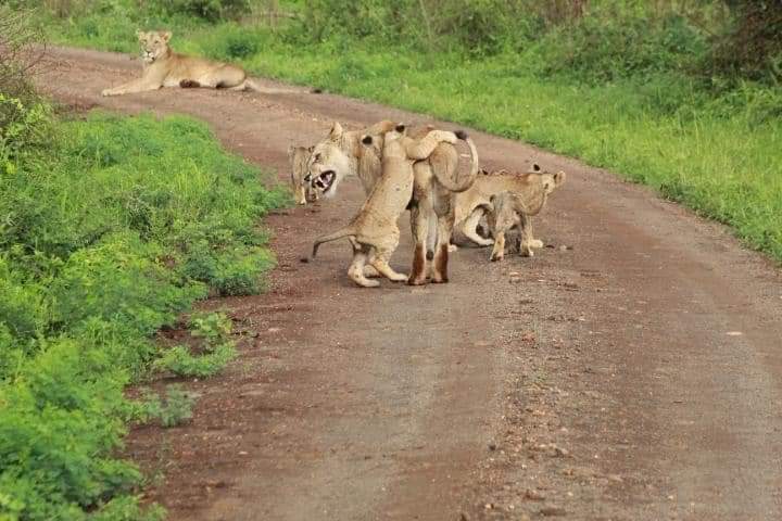 7 Days of Unlimited Bush Safari Across Kenya