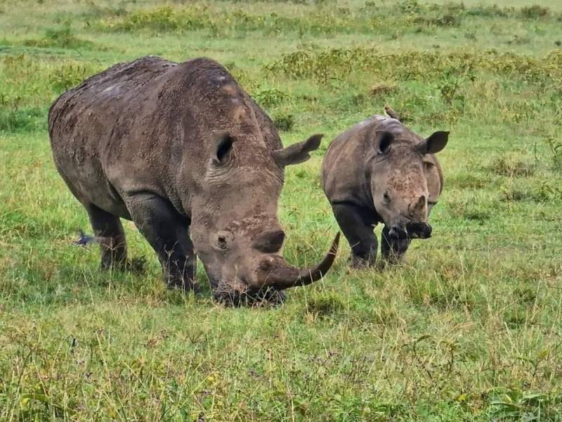 7 Days of Unlimited Bush Safari Across Kenya