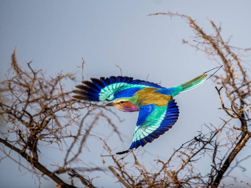 7 Days of Unlimited Bush Safari Across Kenya