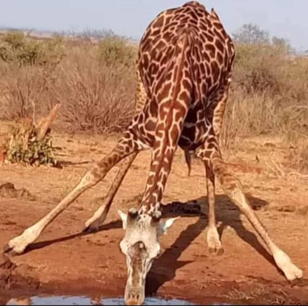 7 Days of Unlimited Bush Safari Across Kenya