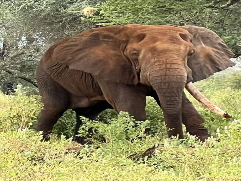 4 Days Nairobi to Mombasa Safari