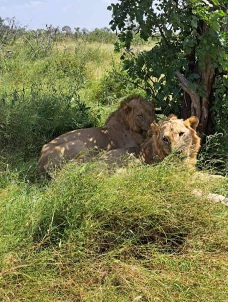 4 Days Nairobi to Mombasa Safari