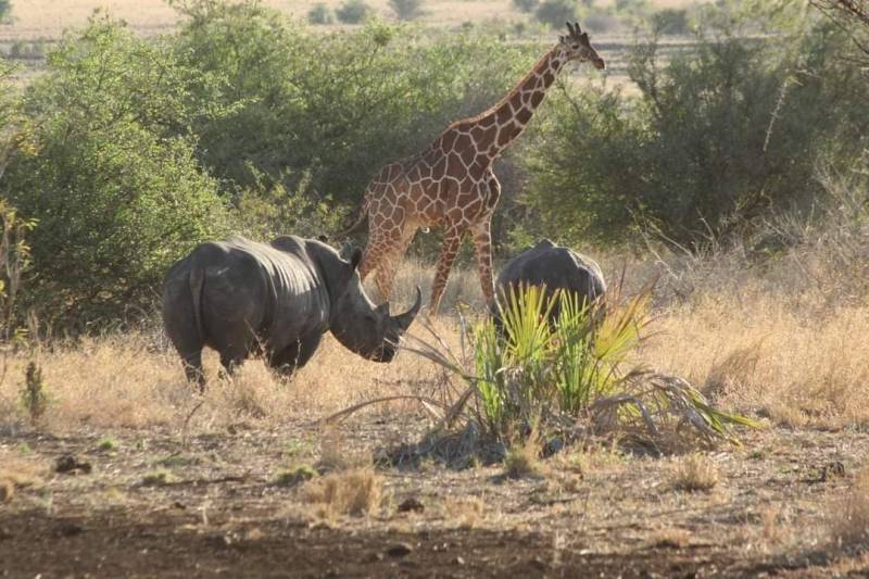 4 Days Nairobi to Mombasa Safari