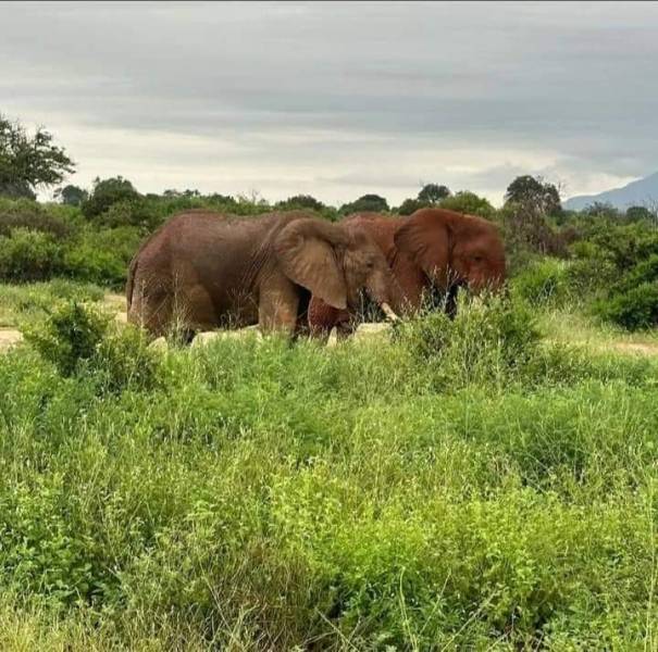 4 Days Nairobi to Mombasa Safari