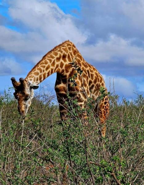 10 Days Kenya and Tanzania Safari