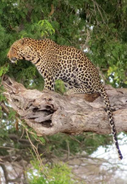 10 Days Kenya and Tanzania Safari