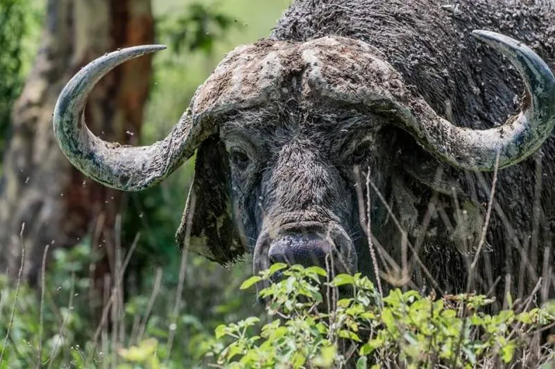 10 Days Kenya and Tanzania Safari