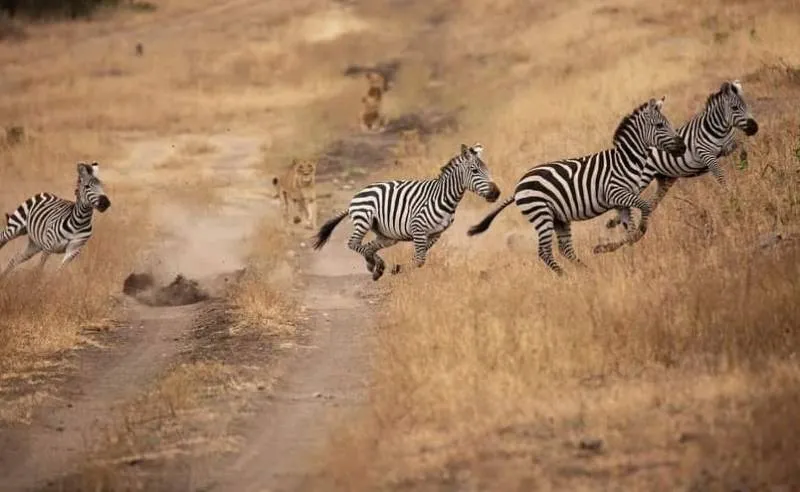 10 Days Kenya and Tanzania Safari