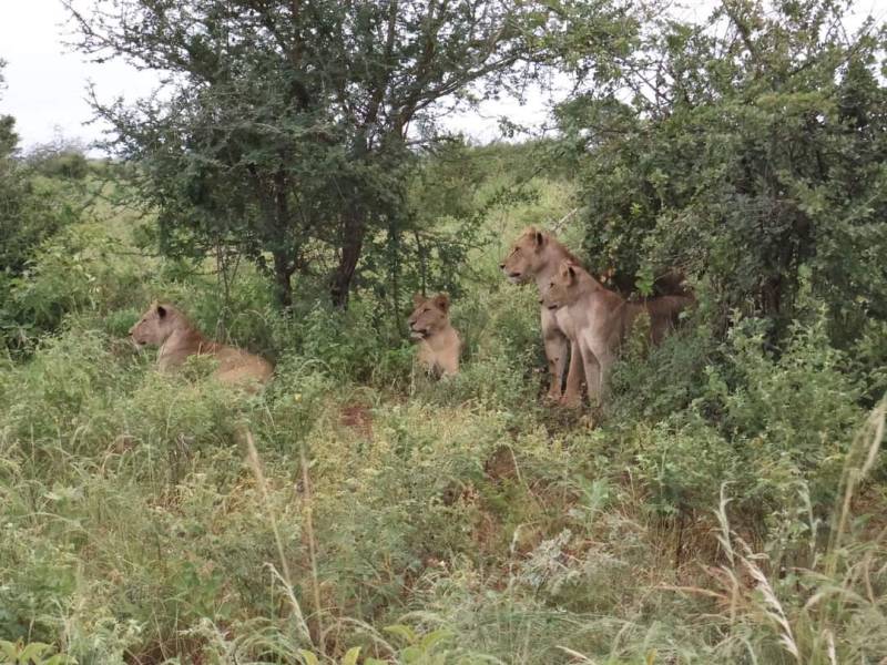 10 Days Kenya and Tanzania Safari