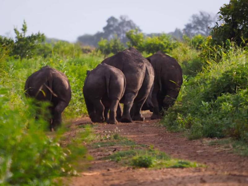 10 Days Kenya and Tanzania Safari