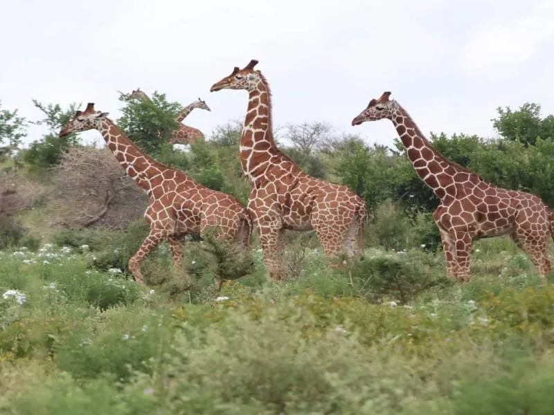 10 Days Kenya and Tanzania Safari