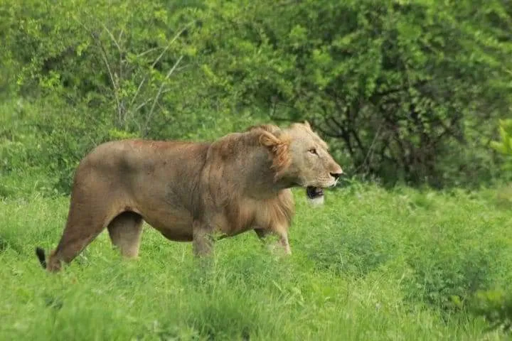 10 Days Kenya and Tanzania Safari