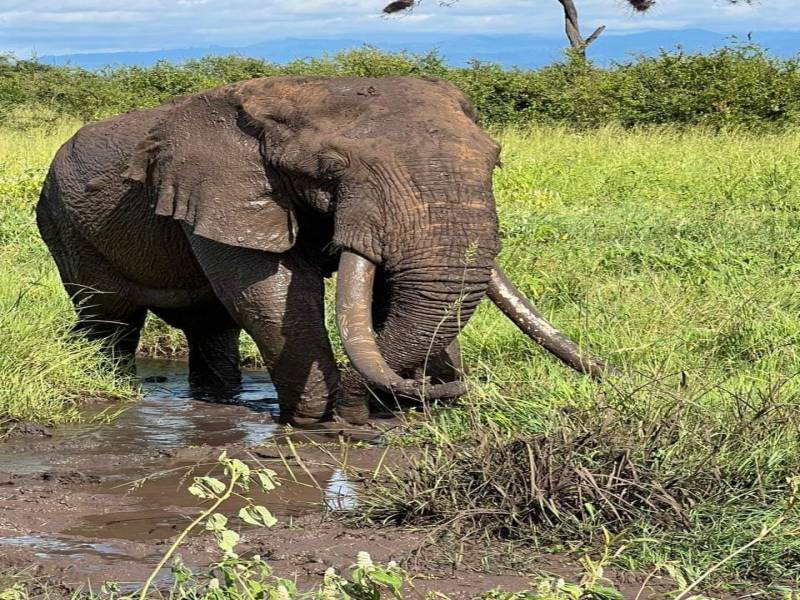 10 Days Kenya and Tanzania Safari