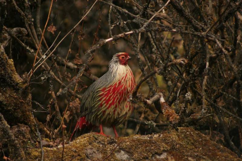 Thimphu Tshechu / Fixed Departure