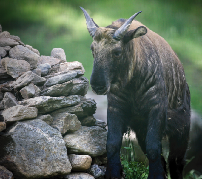 Thimphu Tshechu / Fixed Departure